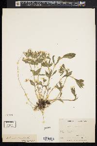 Stellaria pubera image