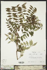 Zanthoxylum schinifolium image