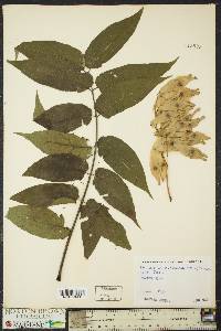 Ailanthus altissima image