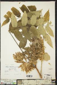 Ailanthus altissima image