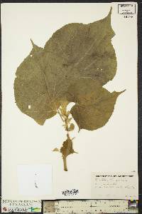 Abutilon theophrasti image