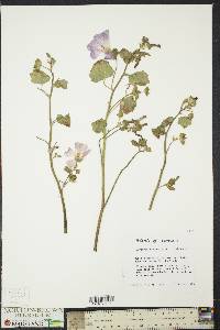 Lavatera trimestris image