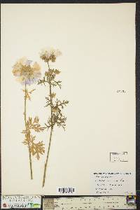 Malva moschata image