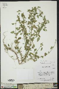 Sida spinosa image