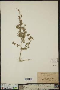 Sida spinosa image