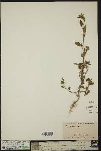 Sida spinosa image