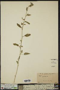 Sida spinosa image