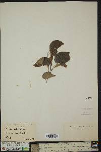 Tilia cordata image