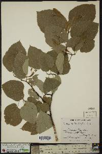 Tilia heterophylla image