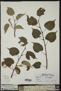 Tilia japonica image