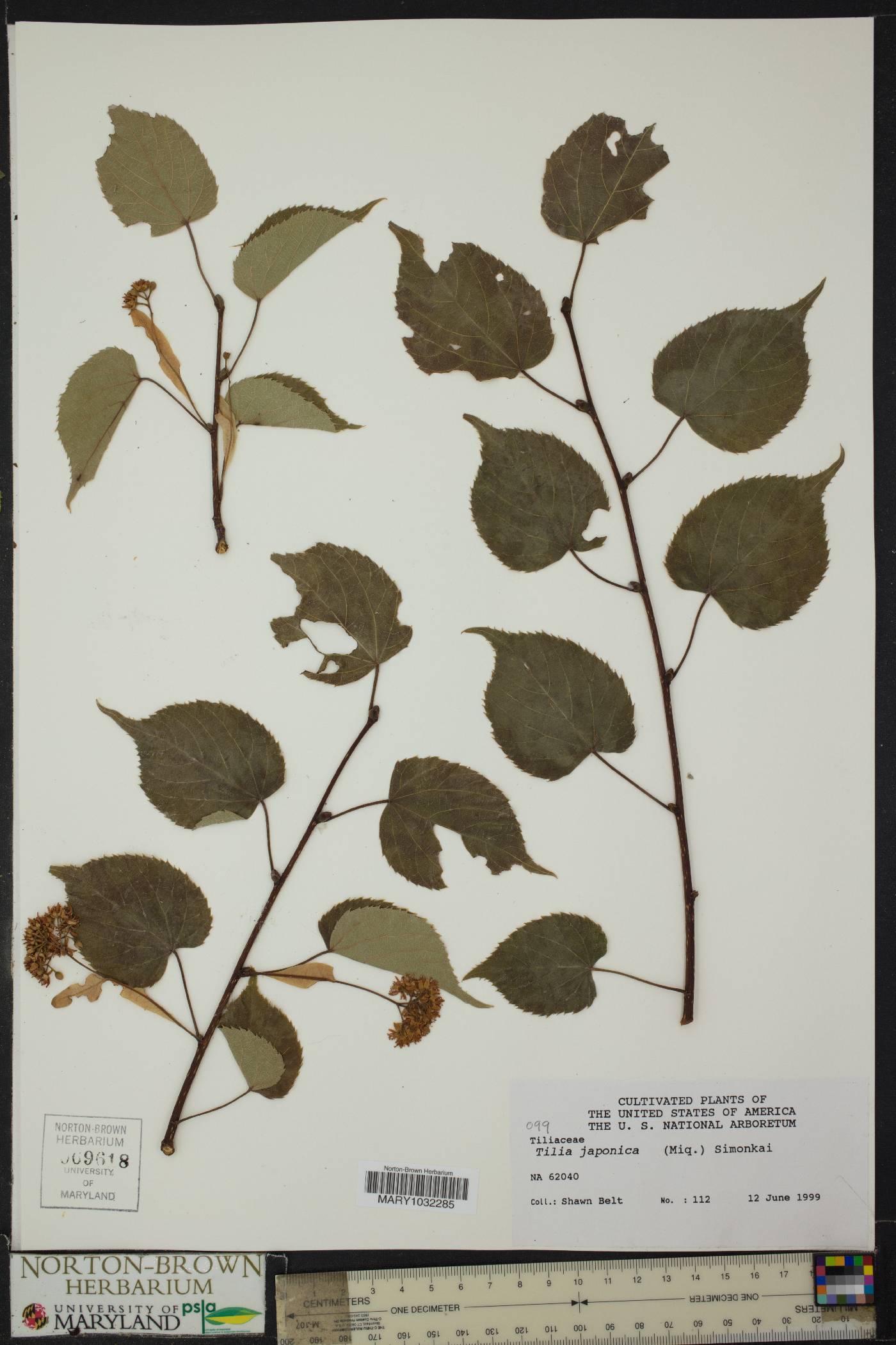 Tilia japonica image