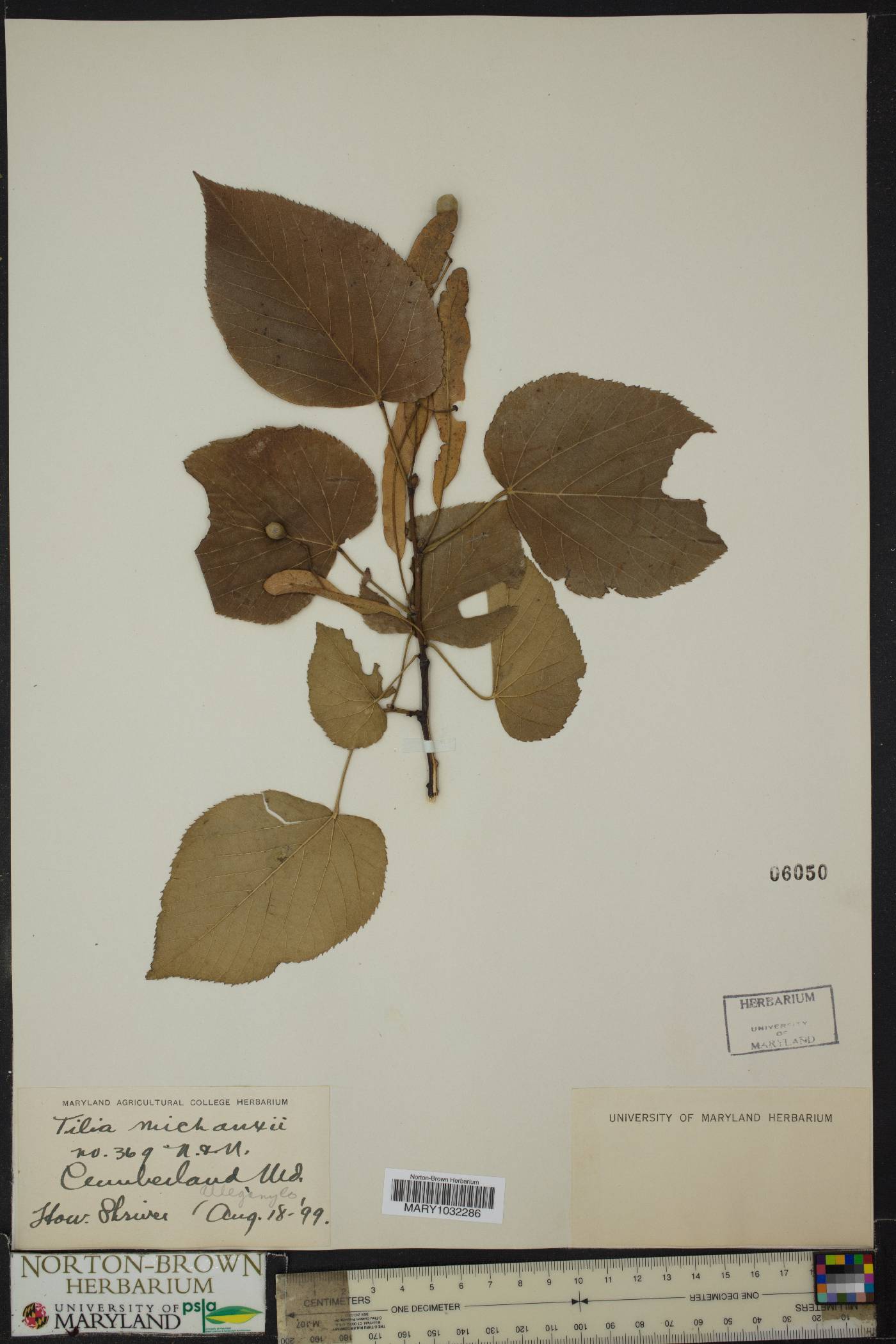 Tilia michauxii image