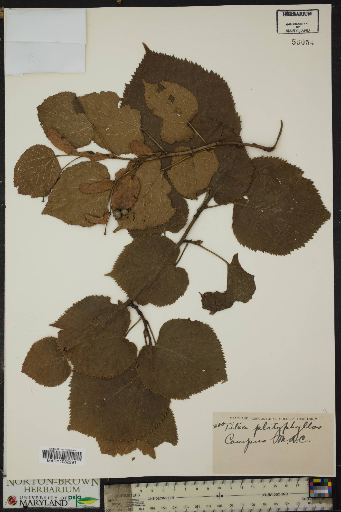 Tilia platyphyllos image