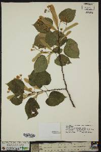 Tilia platyphyllos image