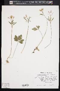 Cardamine angustata image