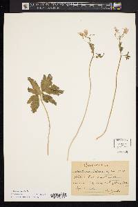 Cardamine angustata image