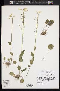 Cardamine bulbosa image