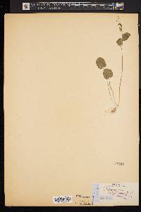 Cardamine bulbosa image