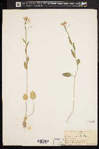 Cardamine bulbosa image