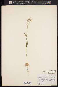 Cardamine bulbosa image