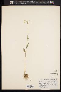 Cardamine bulbosa image