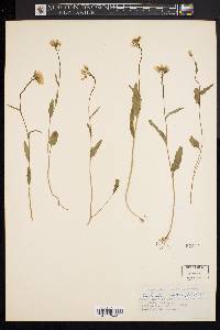 Cardamine bulbosa image