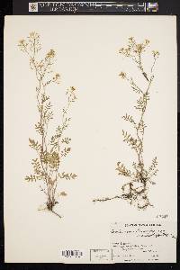 Cardamine parviflora image