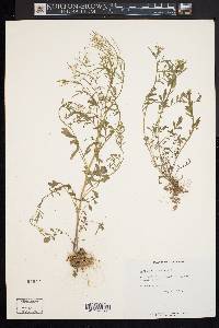 Cardamine pratensis image