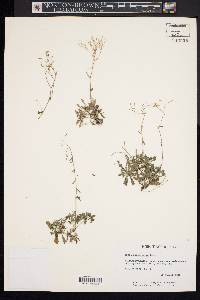 Draba ramosissima image