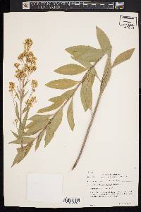 Sisymbrium strictissimum image