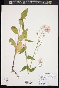 Hesperis matronalis image