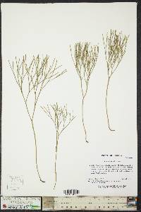 Psilotum nudum image