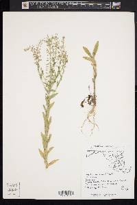 Lepidium campestre image