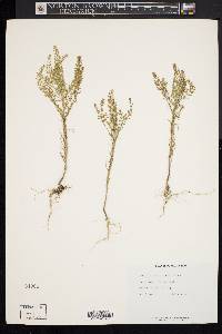 Lepidium densiflorum image