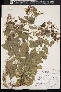 Lunaria annua image