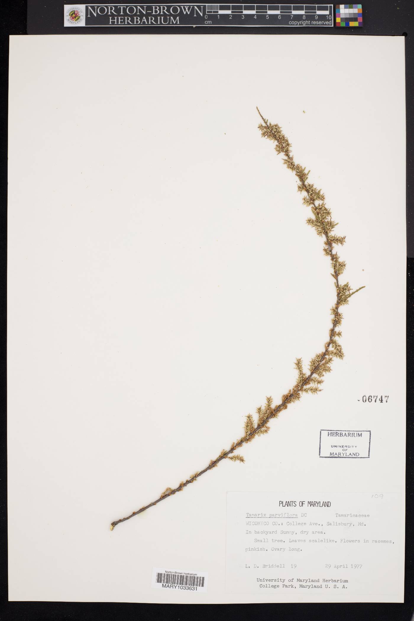 Tamarix parviflora image