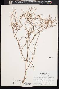 Limonium carolinianum image