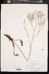 Limonium carolinianum image