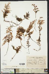 Hymenophyllum tortuosum image
