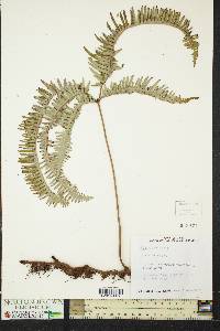 Gleichenia linearis image