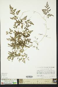 Lygodium japonicum image