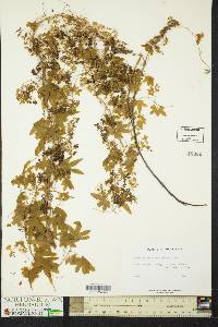 Lygodium palmatum image