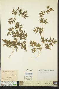 Lygodium scandens image