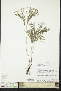 Schizaea dichotoma image