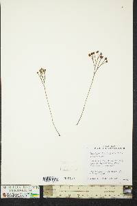 Schizaea incurvata image