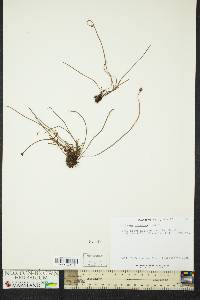 Schizaea robusta image