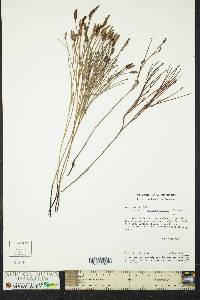 Schizaea stricta image