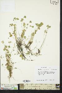 Marsilea vestita subsp. vestita image