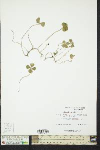 Marsilea quadrifolia image