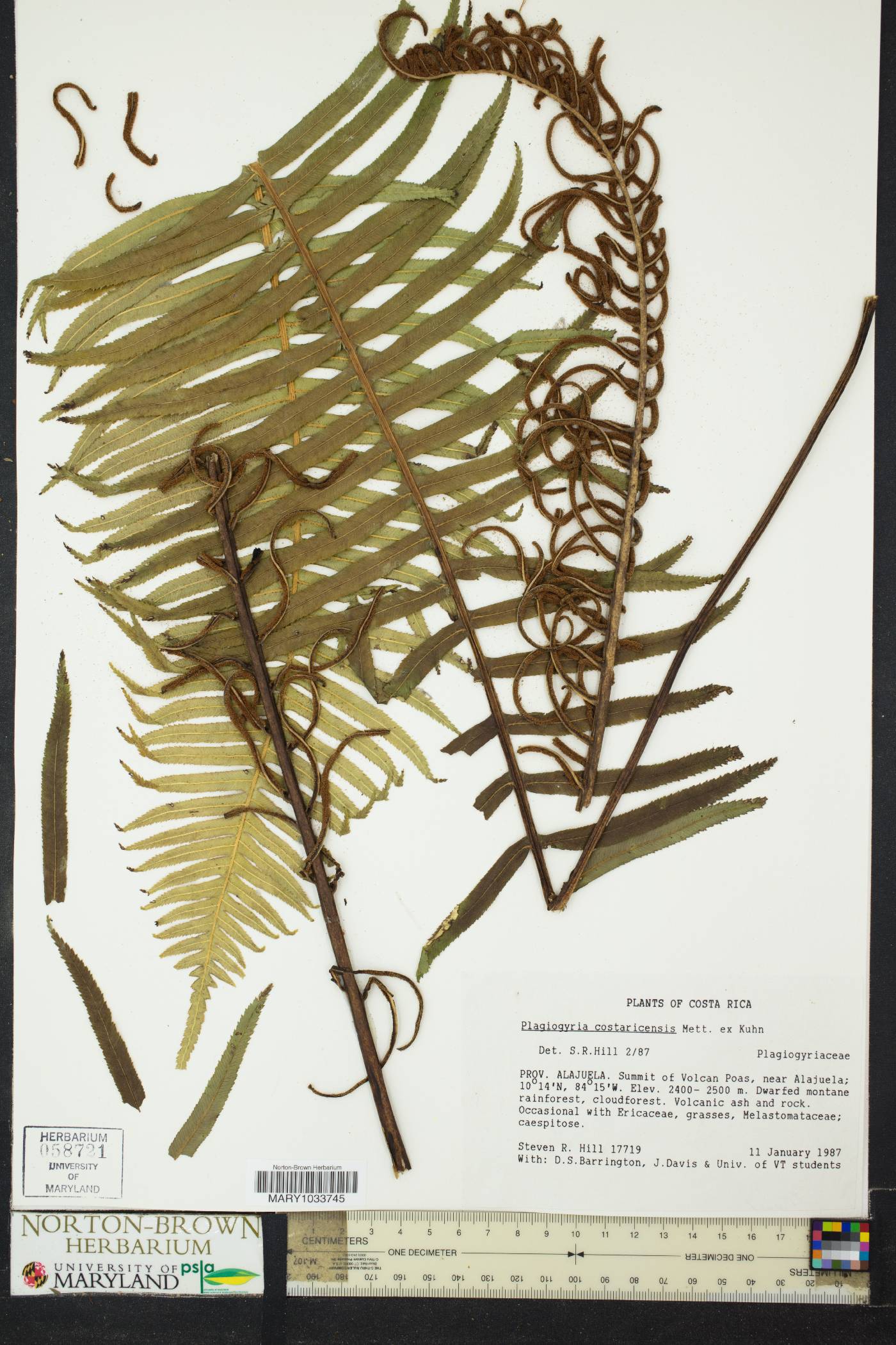 Plagiogyria costaricensis image